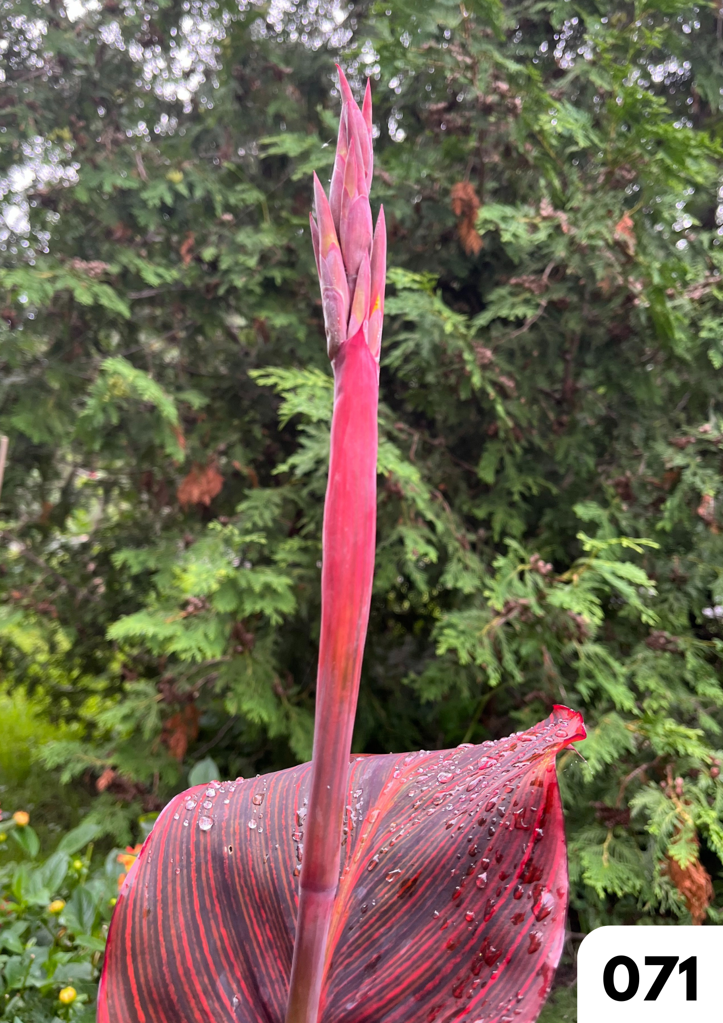 Cartes de voeux par Boutique Anne de Shalla