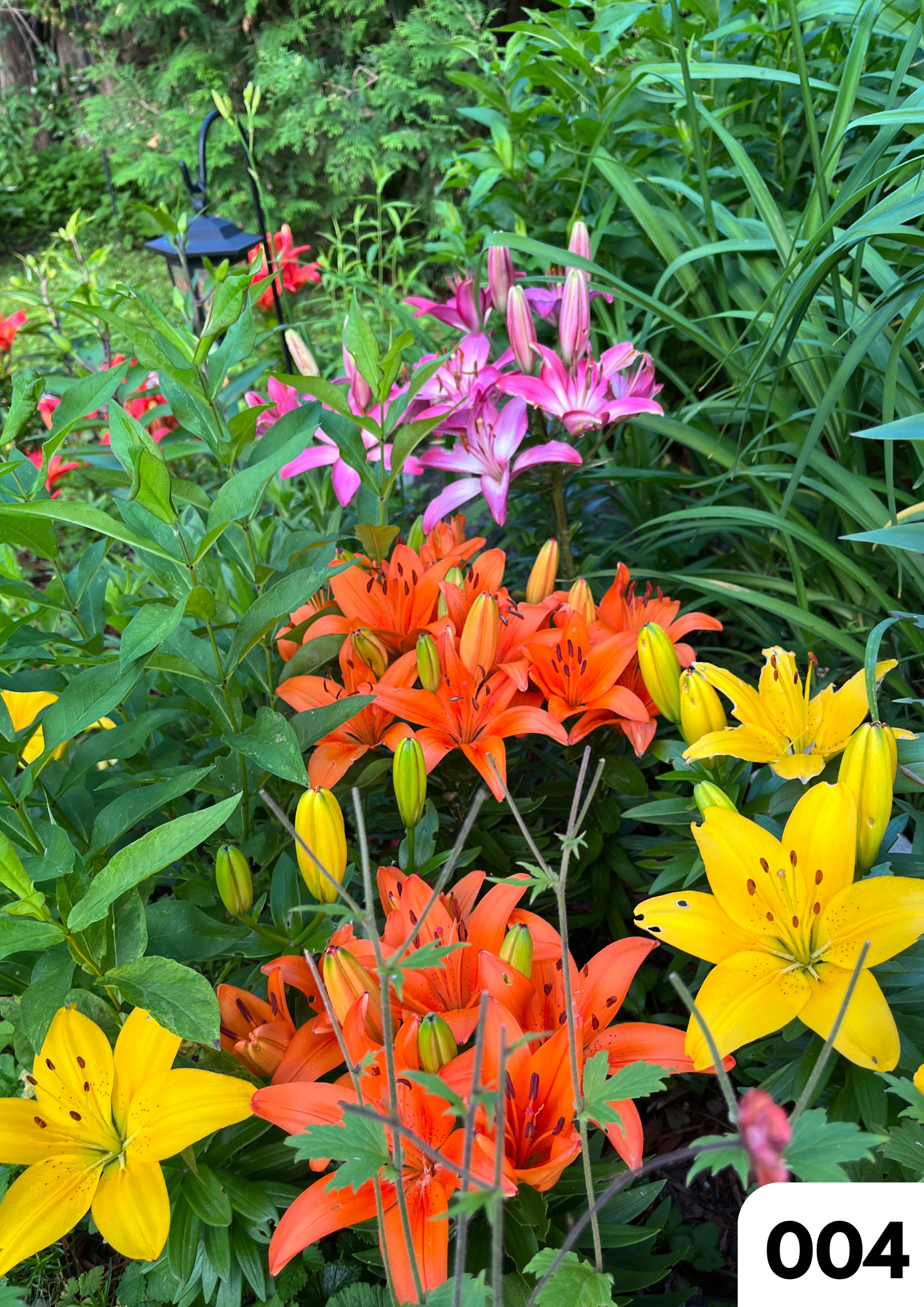 Cartes de voeux par Boutique Anne de Shalla