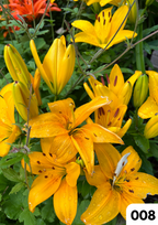 Cartes de voeux par Boutique Anne de Shalla