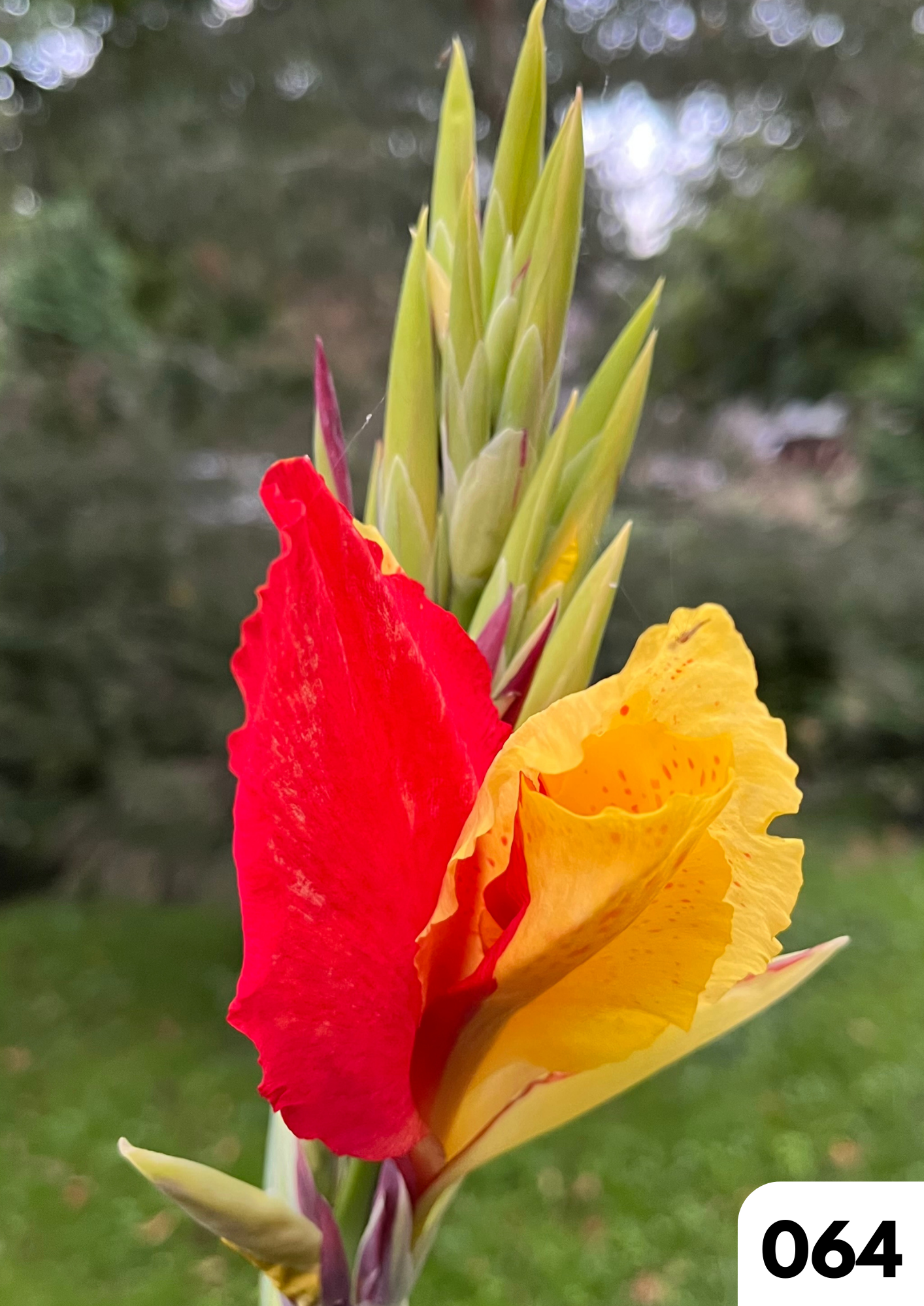 Cartes de voeux par Boutique Anne de Shalla